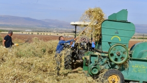 YEŞİLYURT BELEDİYESİ TARIMSAL ÜRETİM VE AR-GE SAHASINDA KURU FASULYE HASADI YAPILIYOR