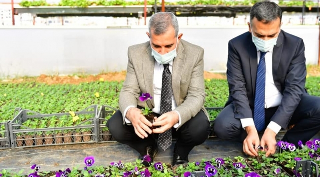 YEŞİLYURT BELEDİYESİ 100 BİN ADET MEVSİMLİK ÇİÇEK ÜRETİMİ YAPIP, EK BİR MALİYETTEN DAHA KURTULDU