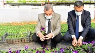 YEŞİLYURT BELEDİYESİ 100 BİN ADET MEVSİMLİK ÇİÇEK ÜRETİMİ YAPIP, EK BİR MALİYETTEN DAHA KURTULDU