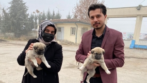 AK Parti Yeşilyurt Gençlik ve Kadın Kolları Sokak Hayvanlarını Unutmadı : 