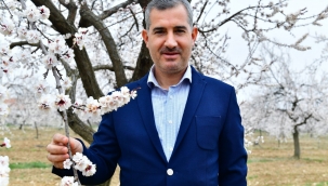 YEŞİLYURT'TA Kİ KAYISI BAHÇELERİ MUHTEŞEM ATMOSFERİ İLE GÖZ KAMAŞTIRIYOR