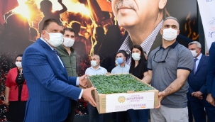 DONDAN ZARAR GÖREN MALATYA'LI ÇİFTÇİLERE BÜYÜKŞEHİR BELEDİYESİNDEN SEBZE FİDESİ DESTEĞİ