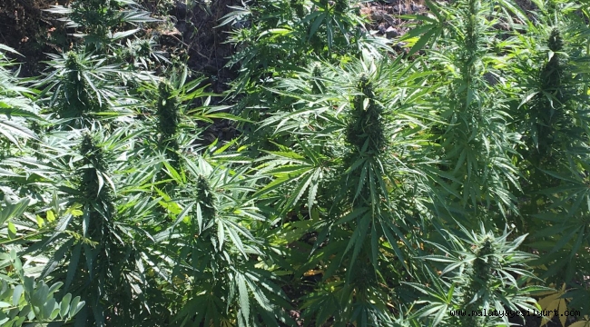 Malatya İl J.K.lığınca yapılan istihbari çalışmalar neticesinde