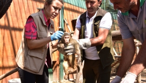 BÜYÜKŞEHİR BELEDİYESİ HAYVANAT BAHÇESİ 78 TÜRDEN YAKLAŞIK 1300 HAYVANA EV SAHİPLİĞİ YAPIYOR